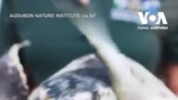 До Мексиканської затоки випустили врятованих морських черепах. Відео