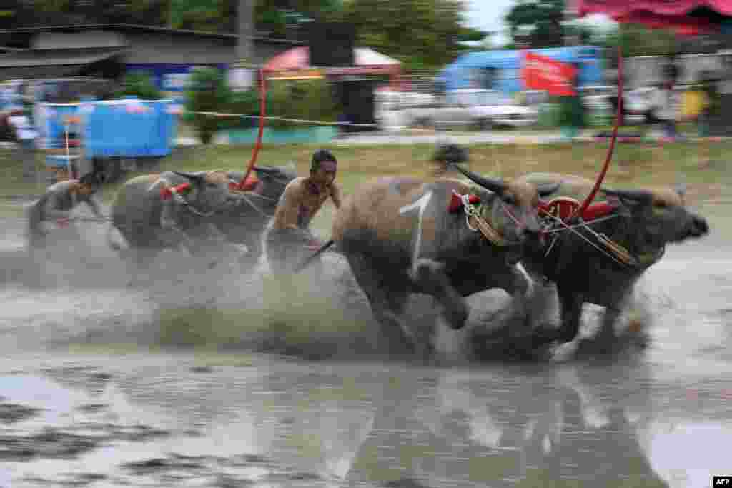 Water buffaloes participate in a race in Chonburi. Sloshing across a muddy field with men sprinting behind them, prized water buffaloes blow past cheering spectators in eastern Thailand in a rare display of bovine speed.