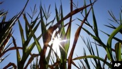 Central Illinois corn crops show signs of stress as they struggle to grow during a record breaking heat wave with dry weather conditions that is happening across most of the U.S., in Farmingdale, Illinois, July 6, 2012.