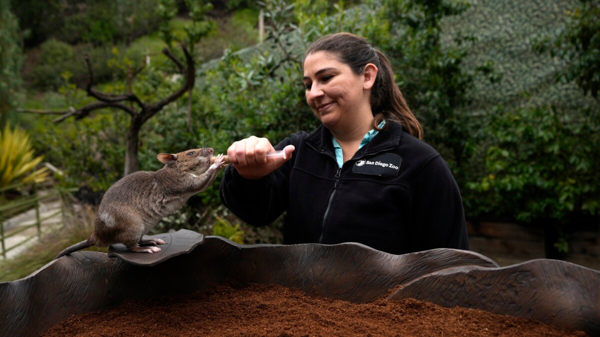 Rat Ambassadors Try to Win over the American Public - Vimarsana News