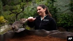 San Diego Zoo wildlife care specialist Lauren Credidio provides a treat to Runa after she searched and found a pouch of chamomile tea during a presentation at the zoo Thursday, April 13, 2023, in San Diego. (AP Photo/Gregory Bull)