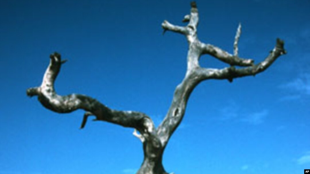 Pohon kayubesi (Prosopis africana) di Senegal, Afrika Barat, adalah salah satu pohon yang mati akibat perubahan iklim. 