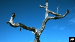 Pohon kayubesi (Prosopis africana) di Senegal, Afrika Barat, adalah salah satu pohon yang mati akibat perubahan iklim. 