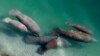 Florida Manatees Dying Off in Record Numbers 