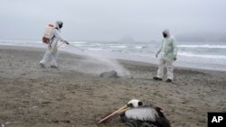 ARCHIVO - Los brotes de gripe aviar han surgido desde 2022 en Sudamérica como muestra esta imagen tomada el 1 de diciembre de ese año, en la que se observa a trabajadores municipales de Lima, Perú, desinfectando una playa con pelícanos infectados.