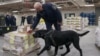 FILE - Denver, a Canada Border Service Agency drug-sniffing dog, demonstrates his drug-finding abilities at the Lansdowne Port of Entry next to the Thousand Islands Bridge in Lansdowne, Ontario, Canada, Feb. 12, 2025. 