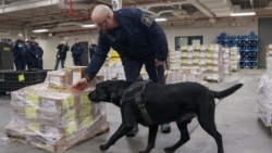 Denver, pas koji njuši drogu iz Kanadske granične službe, demonstrira svoje sposobnosti pronalaska droge u ulaznoj luci Lansdowne pored mosta Hiljadu ostrva u Lansdowneu, Ontario, Kanada, 12. februara 2025.