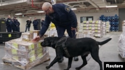 FILE - Denver, a Canada Border Service Agency drug-sniffing dog, demonstrates his drug-finding abilities at the Lansdowne Port of Entry next to the Thousand Islands Bridge in Lansdowne, Ontario, Canada, Feb. 12, 2025. 