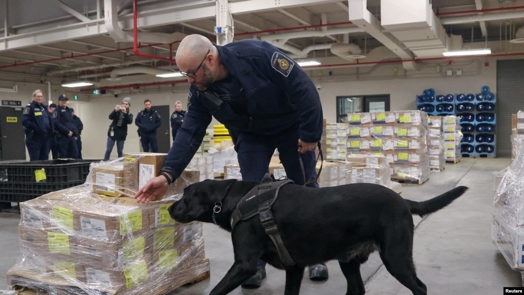 ARCHIVO - Denver, un perro detector de drogas de la Agencia de Servicios Fronterizos de Canadá, demuestra sus habilidades para encontrar drogas en el puerto de entrada de Lansdowne, junto al puente Thousand Islands en Lansdowne, Ontario, Canadá, el 12 de febrero de 2025.
