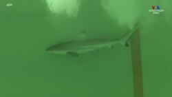 Փարիզի ակվարիումում հազվագյուտ տեսակի սև ծայրերով շնաձուկ է լույս աշխարհ եկել