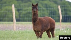 Tyson the Alpaca is pictured on the farm in an undisclosed location in Germany, where he was immunised with coronavirus proteins leading to an antibody discovery that may aid human treatments for COVID-19, May 19 2020. (Karolinska Institute/Preclinics gmB