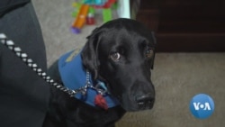 Precious Companionship: How Assistance Dogs Change Lives