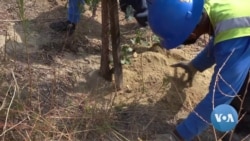 California Youth Conservationists Plant Trees, Restore Habitats During Pandemic