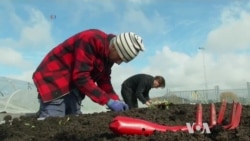 A New Occupation: Urban Farmer