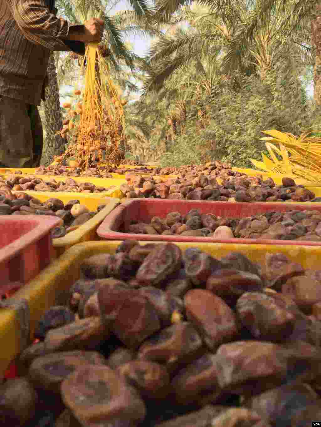برداشت خرما باغات استان بوشهر شهرستان دشتستان شهر وحدتيه عکس: علیرضا جام (ارسالی شما)