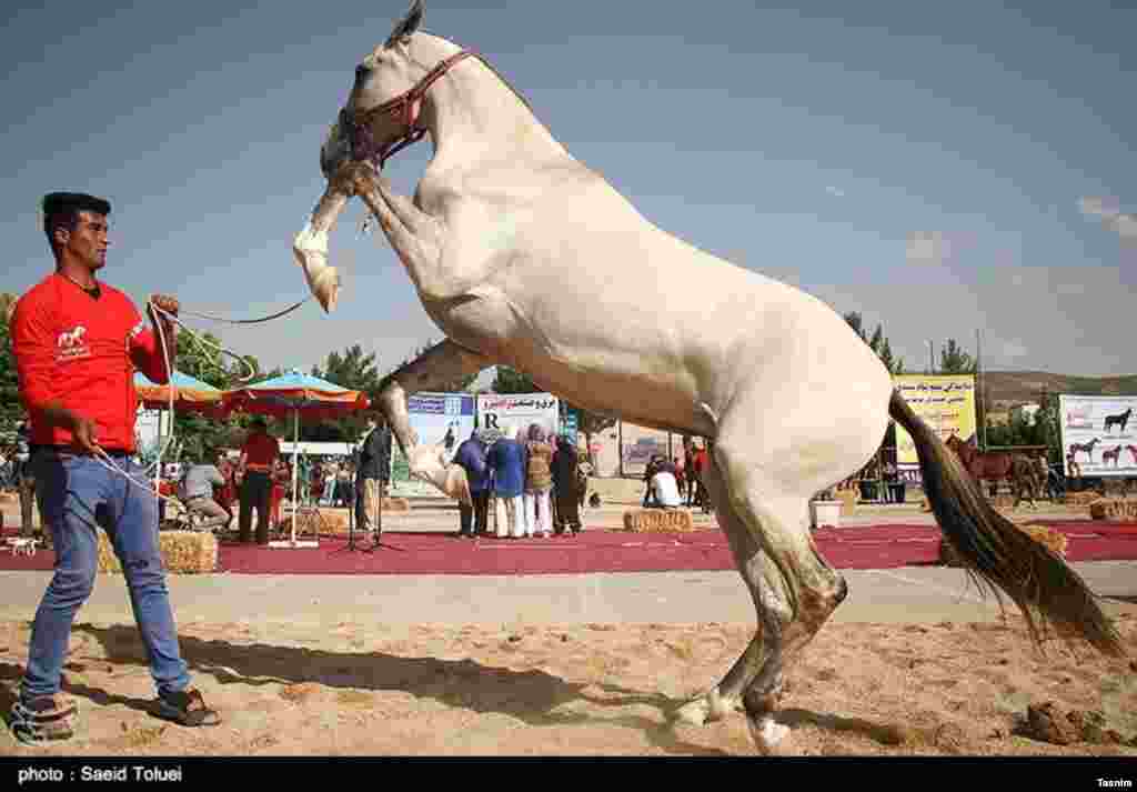 جشنواره اسب اصیل ترکمن در خراسان شمالی عکس: سعید طلوعی