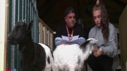 ابتکار مدرسه‌ای در ولز برای استفاده از حیوانات در حفظ سلامت روان دانش‌آموزان