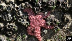 Sebuah bintang laut terlihat menempel di tembok yang dikelilingi barnacles (sejenis binatang laut) di kanal Washington, dekat Poulsbo, Washington, 9 April 2015 (Foto: dok). 