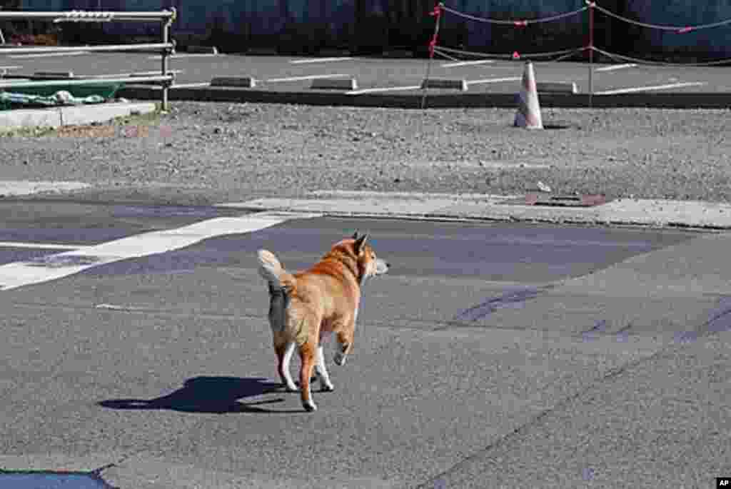 One of the few signs of life in Namie, Fukushima Pref., Japan, March 12 2011 (VOA - S. L. Herman)