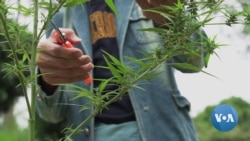Thailand Legalizes Medical Marijuana