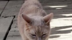 Умер кот – мэр городка на Аляске