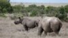 Report: Rhino Poaching Down, but Population Still Decreasing 