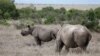 FILE - A black rhino calf, left, and its mother are seen at the Ol Pejeta Conservancy in Laikipia national park near Nanyuki, Kenya, May 22, 2019. 