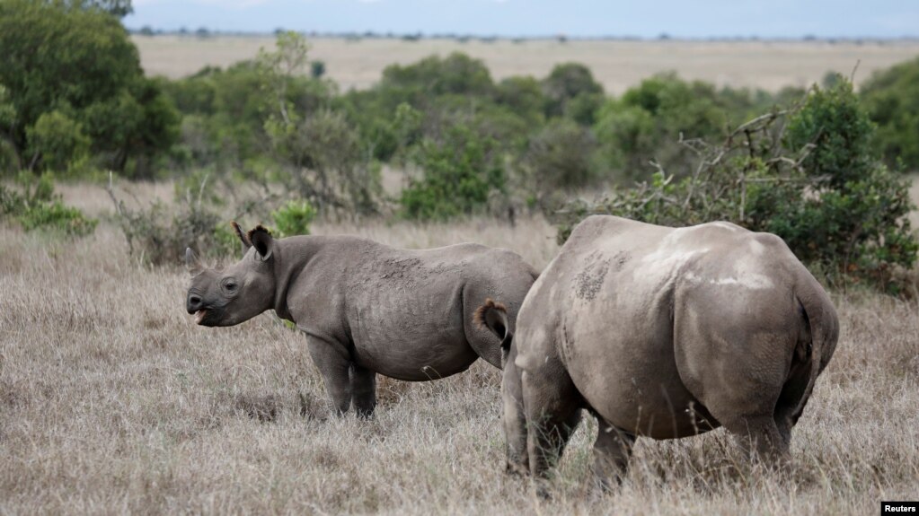 FILE - A black rhino calf, left, and its mother are seen at the Ol Pejeta Conservancy in Laikipia national park near Nanyuki, Kenya, May 22, 2019. 