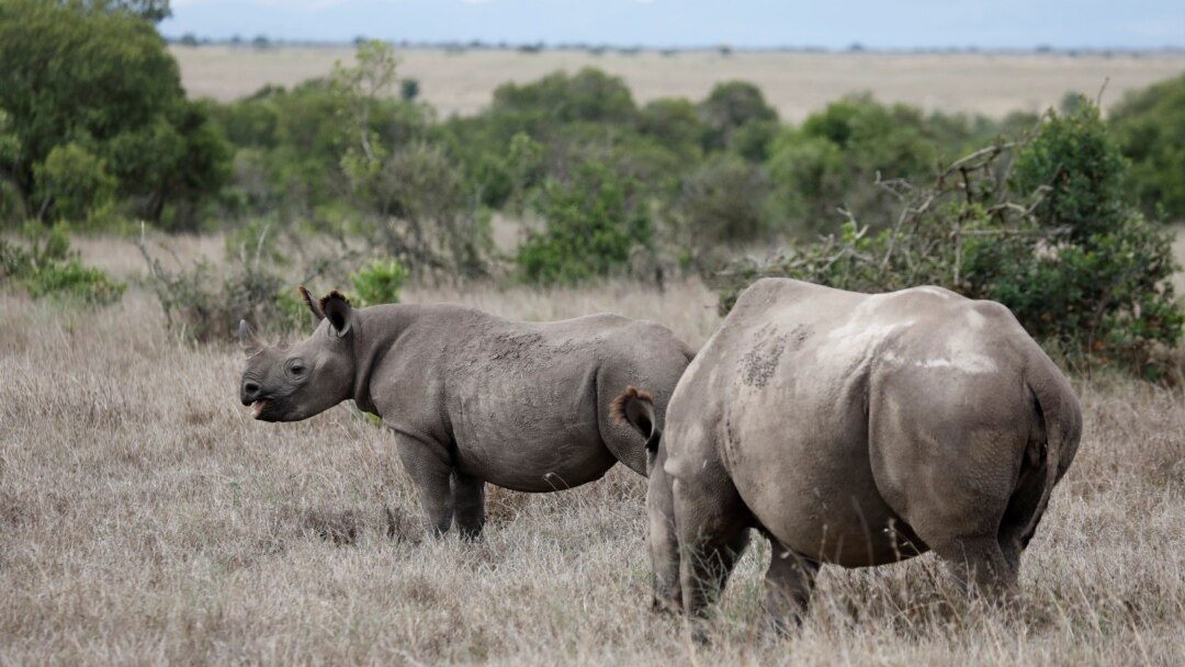 Rhino Poaching Declines, But Animals Still Threatened