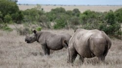 FILE - A black rhino calf, left, and its mother are seen at the Ol Pejeta Conservancy in Laikipia national park near Nanyuki, Kenya, May 22, 2019.