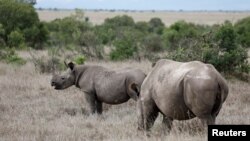FILE - A black rhino calf, left, and its mother are seen at the Ol Pejeta Conservancy in Laikipia national park near Nanyuki, Kenya, May 22, 2019.