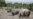 Africa's Endangered Wildlife at Risk as Tourism Dries Up