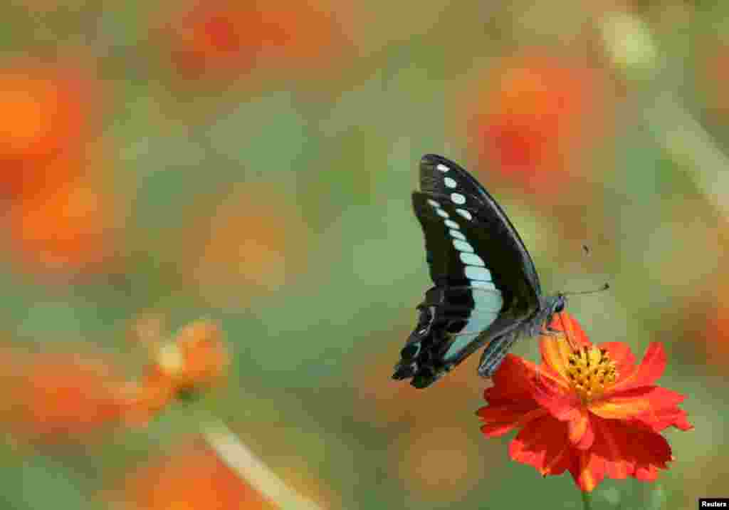 موسم بہار کی رُت