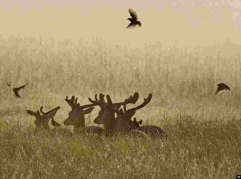 독일 프랑크푸르트 공항 인근 들판에서 새들이 사슴 주위로 날고 있다.