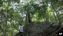 Gerald Mukisa travaille dans la forêt Zika en Ouganda, le 28 janvier 2016. (AP Photo/Stephen Wandera)