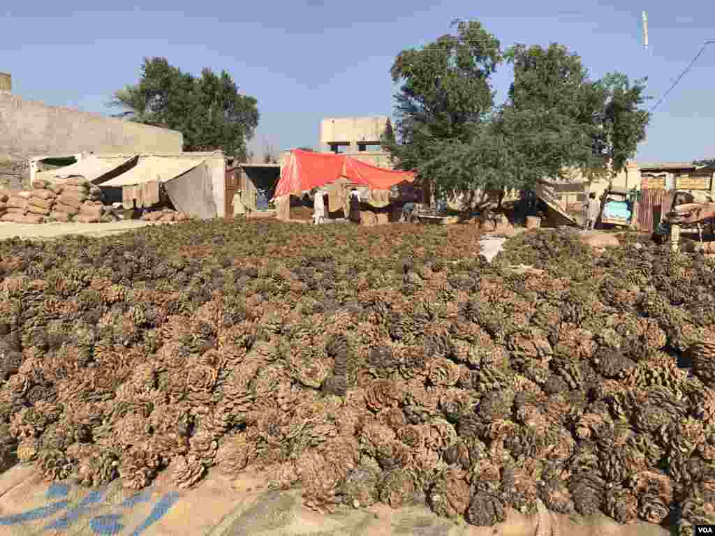 چلغوزے کے خوشے اتارنے کا عمل اگست اور ستمبر کے مہینوں میں شروع ہوتا ہے۔ جس کی صفائی میں لگ بھگ دو ماہ لگتے ہیں۔ اس کے بعد یہ مارکیٹ میں دستیاب ہوتے ہیں۔ 