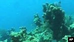 Partners To Protect Marine Life