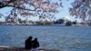 Sepasang muda-mudi duduk di bawah pohon sakura Yoshino yang sedang mekar pada hari yang cerah di sekitar Tidal Basin, Washington DC, Selasa, 30 Maret 2021 (Foto: AP).