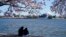 Sepasang muda-mudi duduk di bawah pohon sakura Yoshino yang sedang mekar pada hari yang cerah di sekitar Tidal Basin, Washington DC, Selasa, 30 Maret 2021 (Foto: AP).