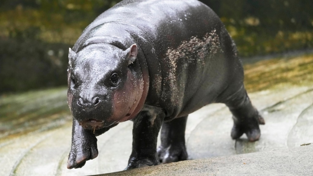 Baby Hippo in Thailand Gets Official Song for Worldwide Fans