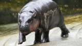 FILE - Two-month-old baby hippo Moo Deng walks at the Khao Kheow Open Zoo in Chonburi province, Thailand, Sept. 19, 2024. (AP Photo/Sakchai Lalit, File)