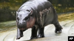 FILE - Two-month-old baby hippo Moo Deng walks at the Khao Kheow Open Zoo in Chonburi province, Thailand, Sept. 19, 2024. (AP Photo/Sakchai Lalit, File)