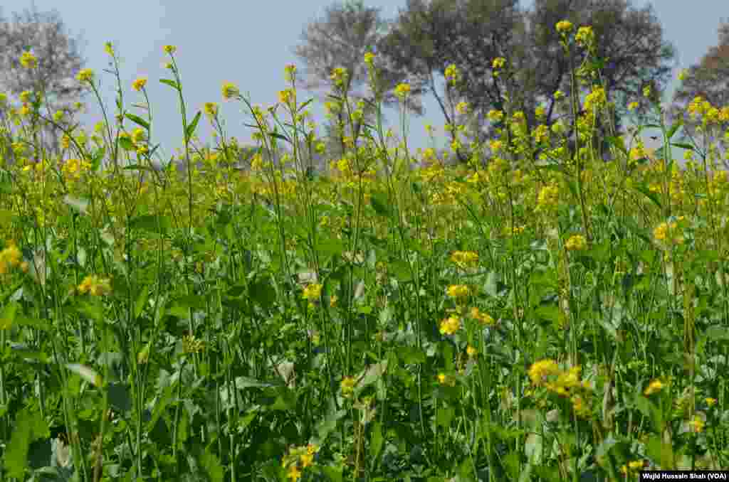 سرسوں کی فصل اپنے پورے آب و تاب کے ساتھ چمک رہی ہے۔