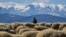 Shepherd leads his flock near the village of Chemish, in the heart of Bulgaria's northwestern region.