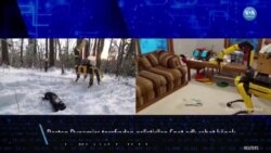 Robot Köpek Spot Artık Kapı Açıyor