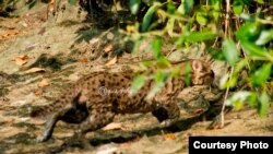 Kucing Bakau di hutan mangrove Wonorejo, Surabaya (Foto courtesy: Agus Azhari-WFS).