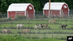 ARSIP - Anjing-anjing Greyhound tampak berlarian di Alan Hill Kennel, Jumat, 26 Mei 2006, dekat Radcliffe, Iowa (foto: AP Photo/Charlie Neibergall)