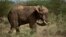 A male elephant stands up wearing a newly-fitted GPS-tracking collar around his neck, during an elephant-collaring operation near Kajiado, in southern Kenya Tuesday, Dec. 3, 2013. Teams from the Kenya Wildlife Service (KWS) and the International Fund for 
