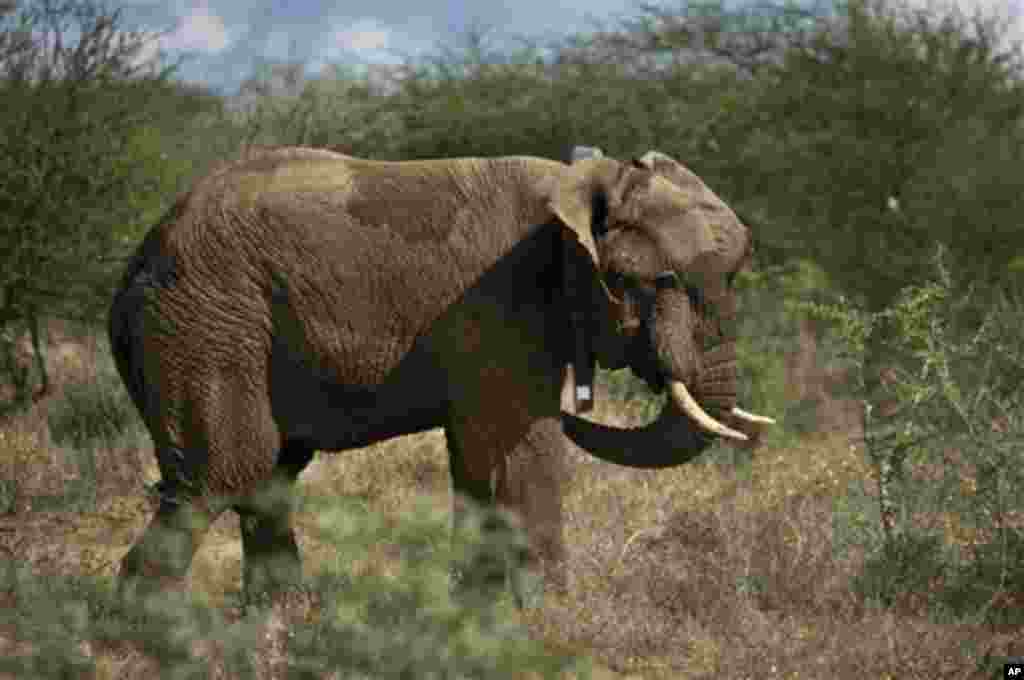 Este elefante macho é um dos vários paquidermes que fazem parte de uma iniciativa queniana para colocar colares munidos de GPS para que os movimentos destes animais selvagens sejam conhecidos e se possa com mais facilidade protegê-los de caçadores furtivos. &nbsp;