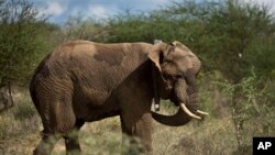 Zimbabwe elephants will soon find new homes as southern African country tries to de-stock.